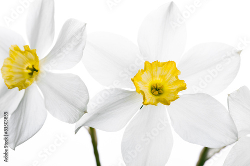 Spring floral border  beautiful fresh narcissus flowers
