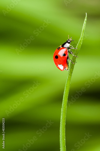 red ladybug on green grass