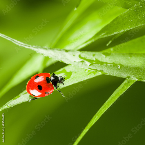 red ladybug on green grass © fotomaximum