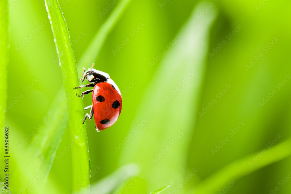 Fototapeta premium red ladybug on green grass