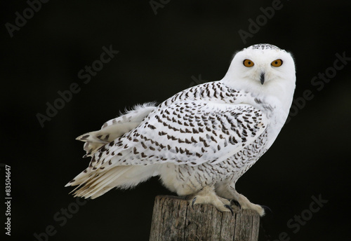 Snowy Owl Sitting   © Chris Hill