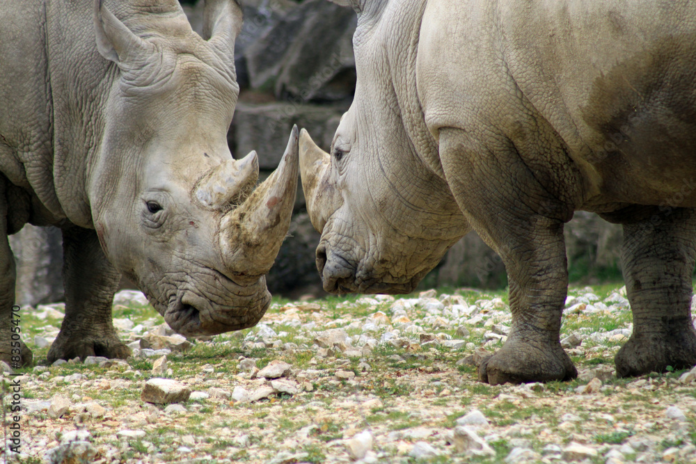 rhinocéros duel animaux corne rhinocéros duel animaux corne