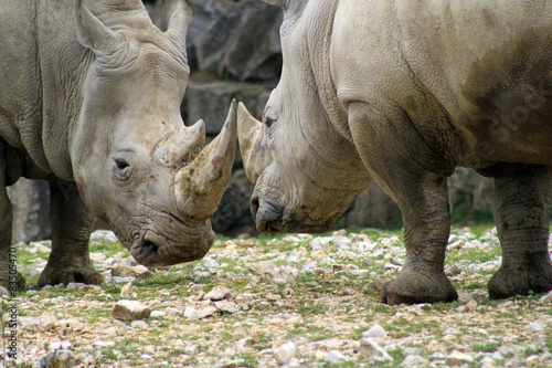 rhinocéros duel animaux corne