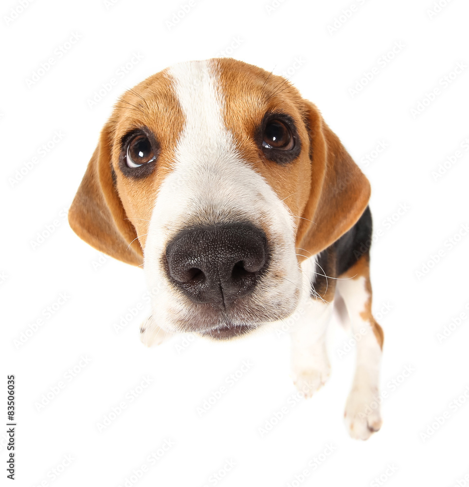 Beagle dog isolated on white