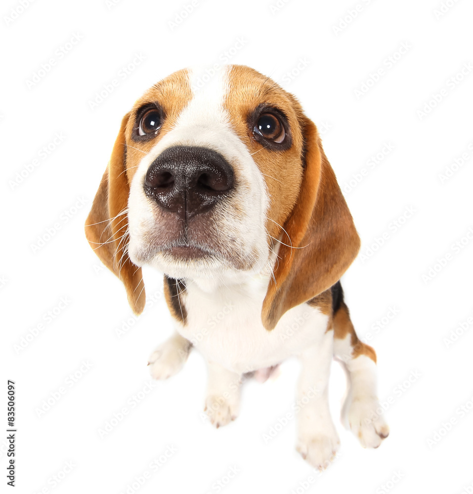 Beagle dog isolated on white