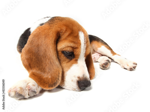 Beagle dog isolated on white