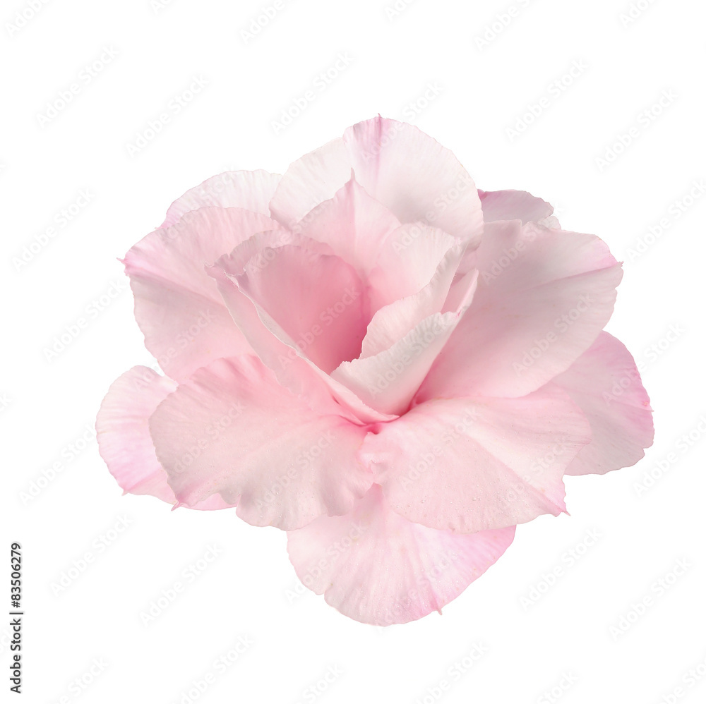 Fototapeta premium Desert rose on isolated white background.