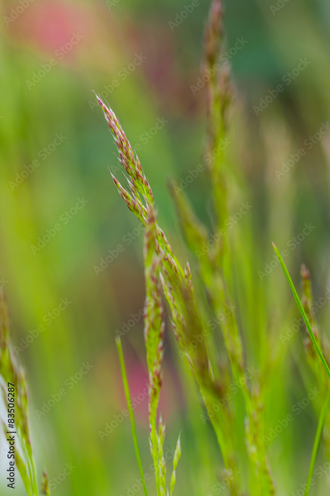 Macro photo of grass stems