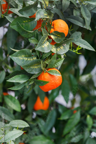 Obraz na płótnie tangerines on a tree branch
