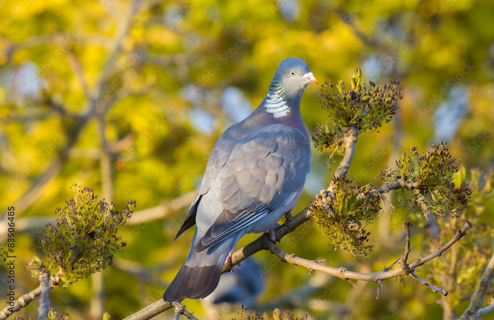 Fototapeta premium Wood pigeon eating seeds from a tree