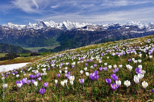 Krokuswiese bei Interlaken mit Berner Alpen