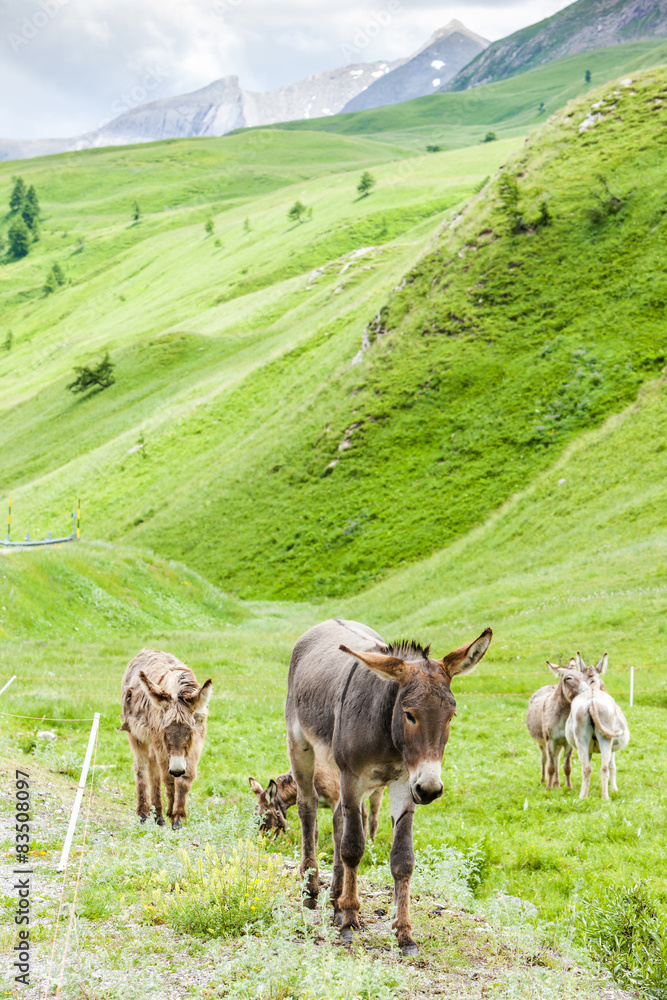 Obraz premium donkeys, landscape of Piedmont near French borders, Italy