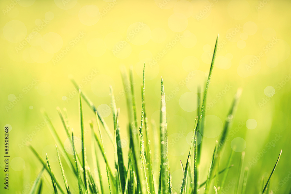 Green grass with dew, close up Green grass with dew, close up