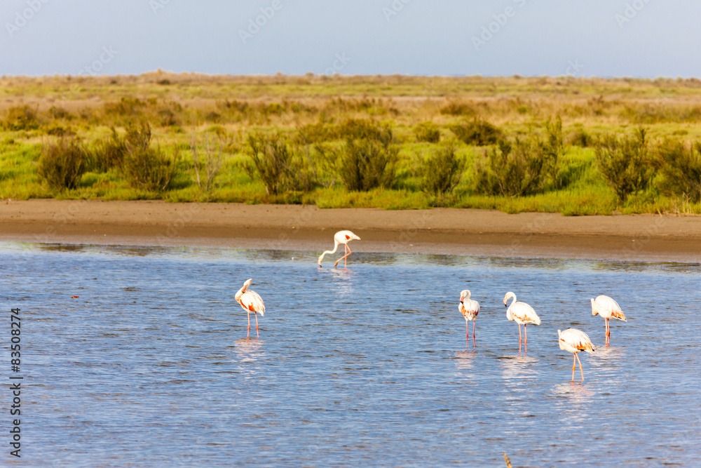 flamingos in Camargue, Provence, France