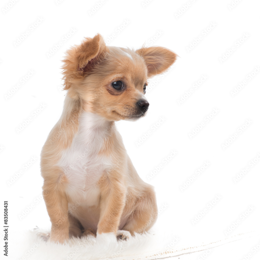 Cute chihuahua puppy looking away Cute chihuahua puppy looking away