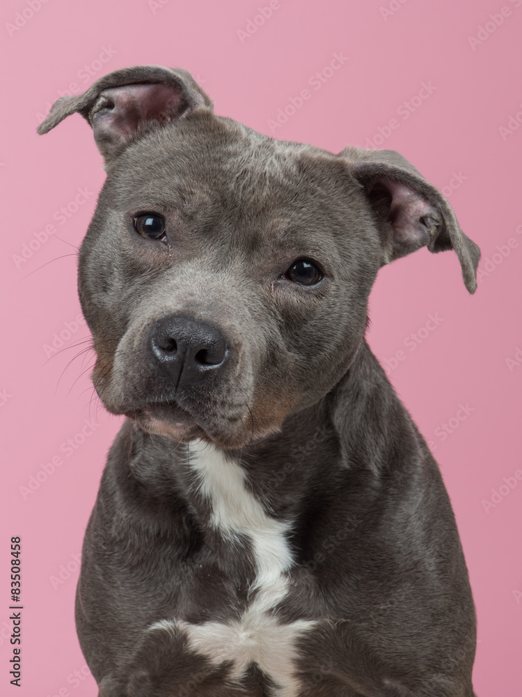 Pit-bull portrait at a pink background