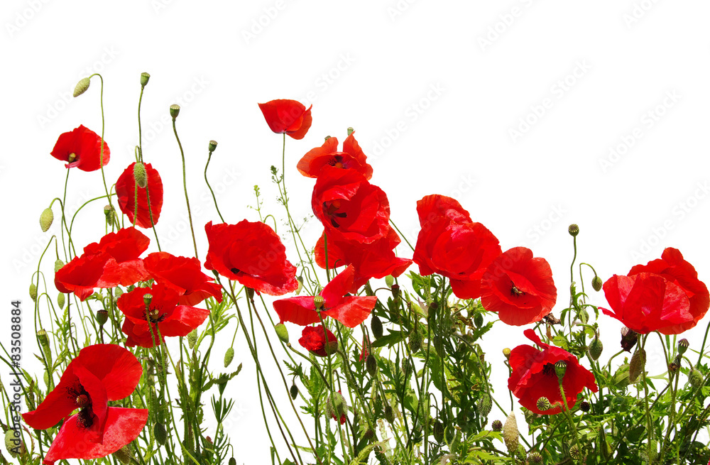 Obraz premium Czerwony mak