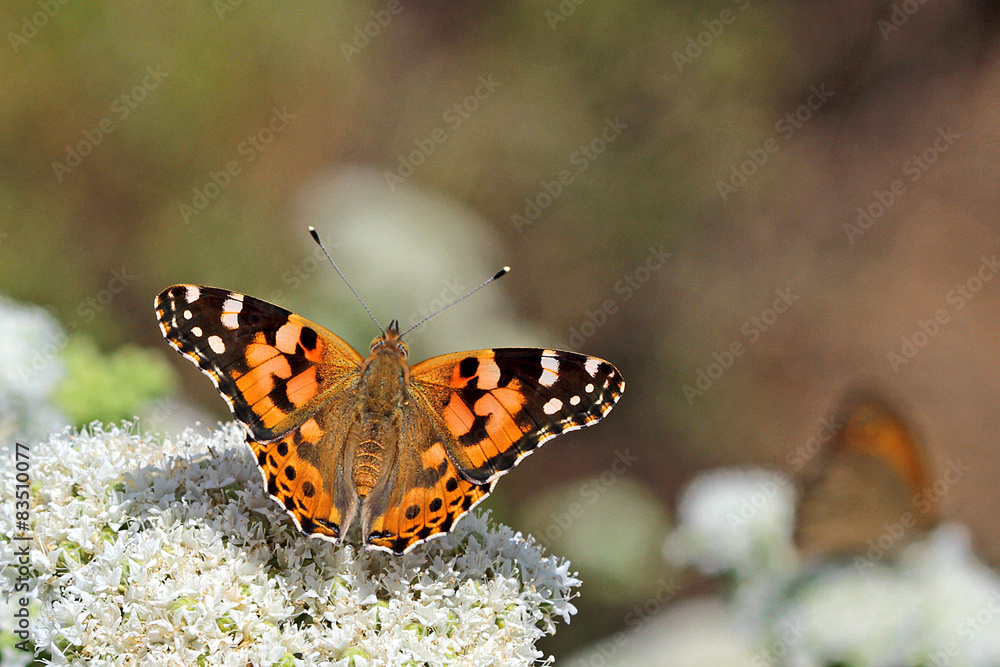 Obraz premium Cierniowy cierń