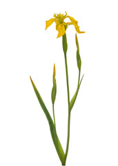 Papier peint photo Iris Iris jaune éclatant en floraison  © Svetoslav Radkov