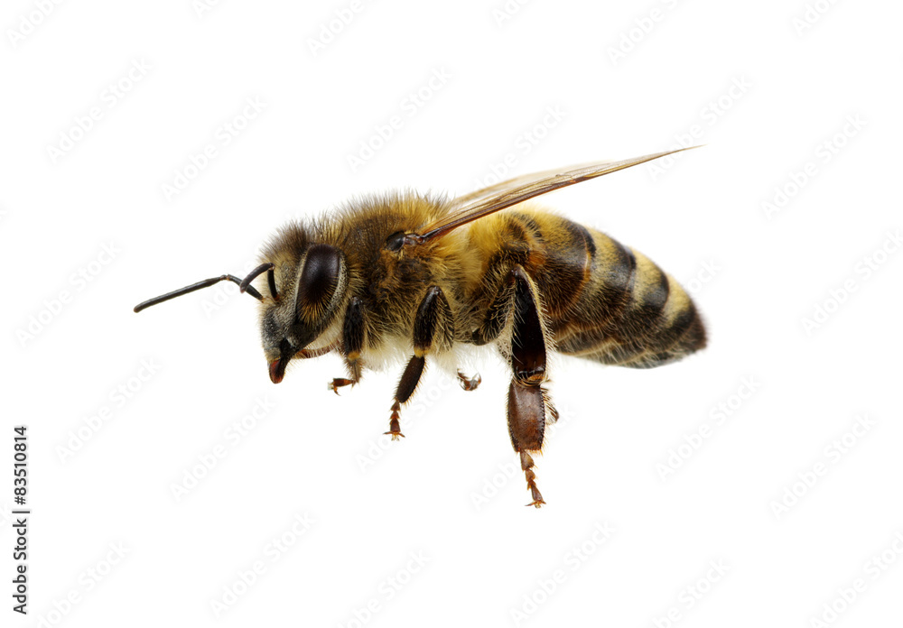 Bee Bee