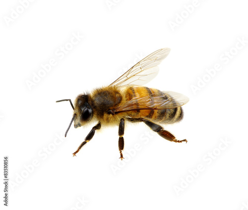 Bee © Alekss