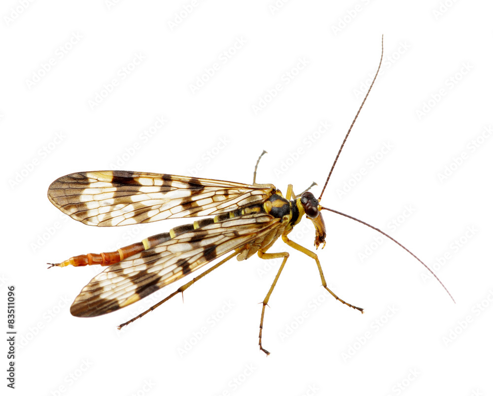 Mosquito Mosquito