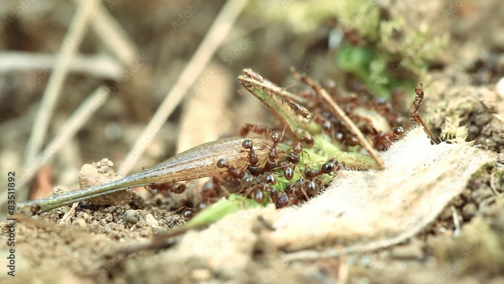 Wood ants eating dead cricket - full 1:1 macro closeup Wood ants eating dead cricket - full 1:1 macro closeup