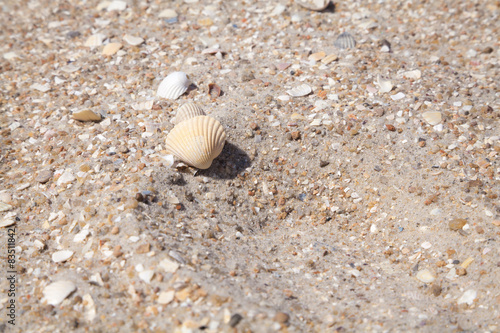 Yellow large shell on a sandy beach