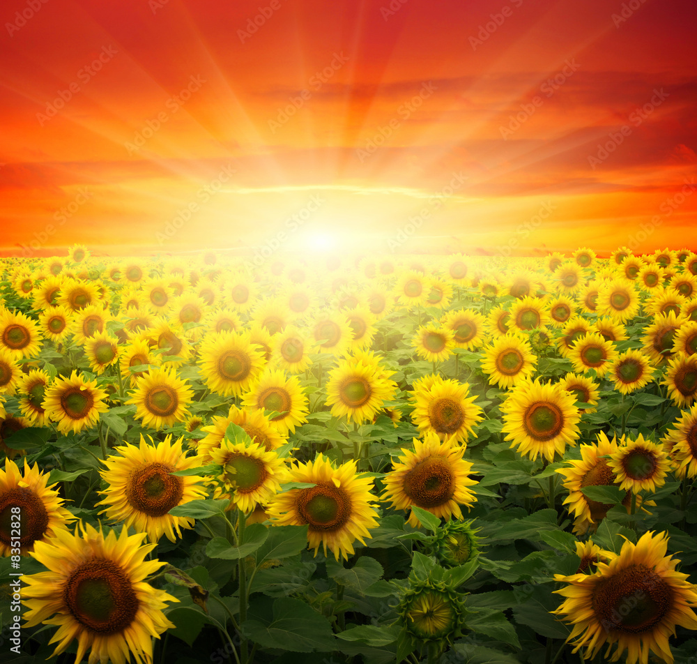 Fototapeta premium sunflowers and sun