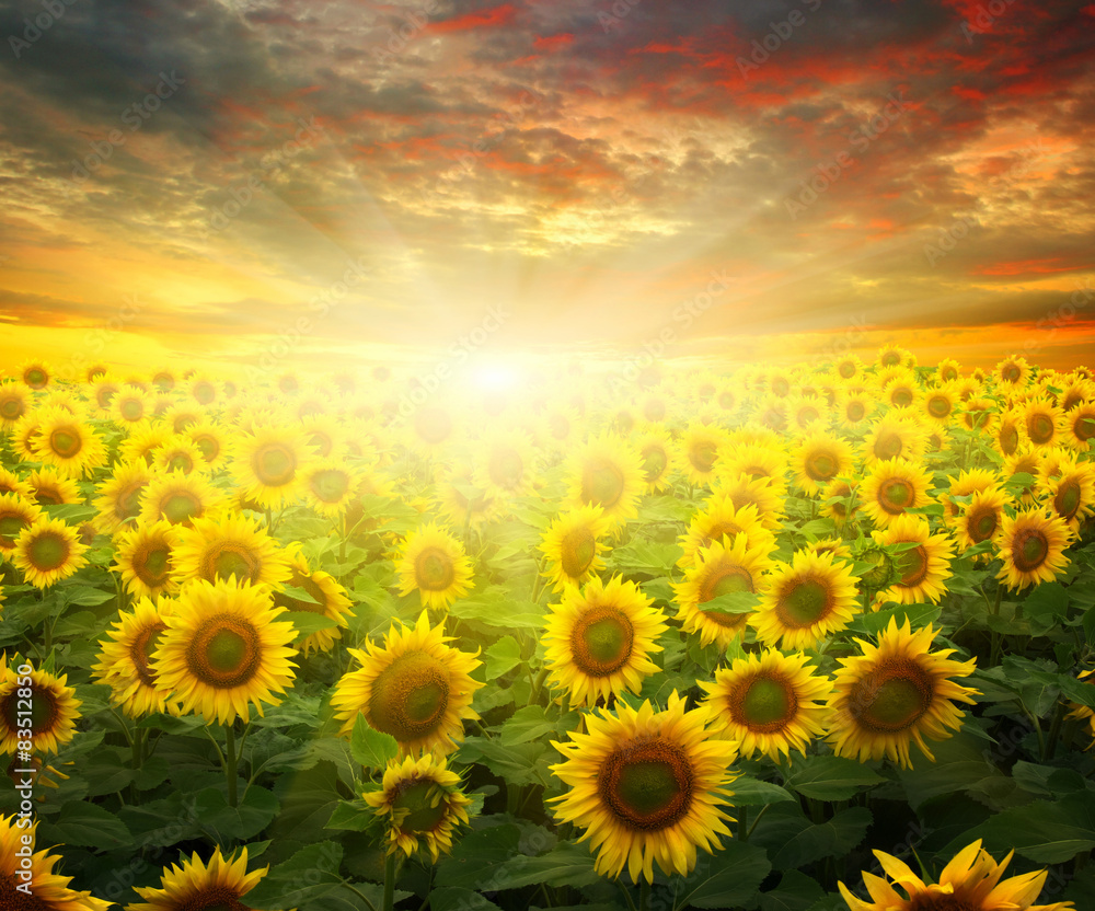 Fototapeta premium sunflowers and sun