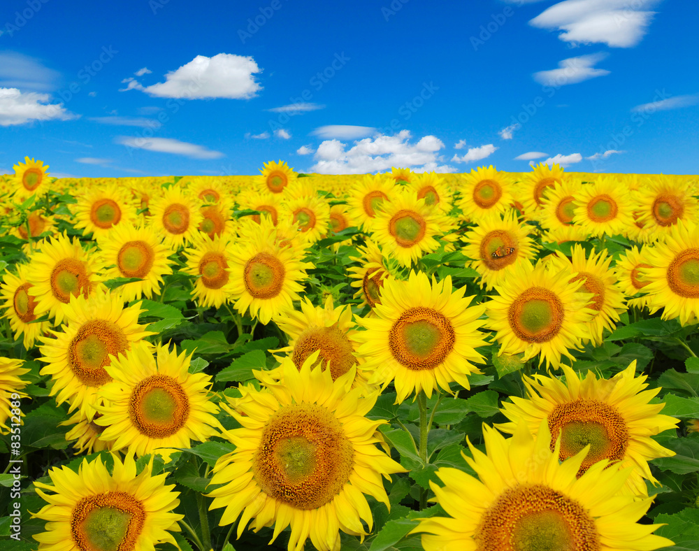 Obraz premium sunflowers field