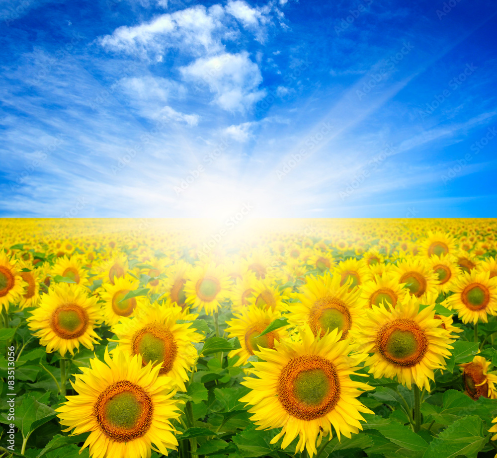 Fototapeta premium sunflowers and sun