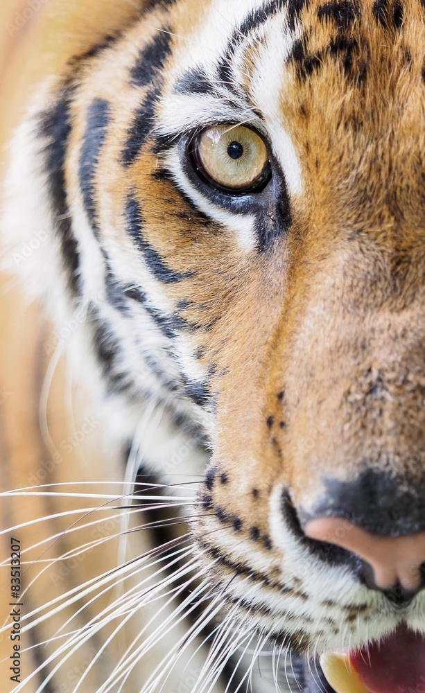 Fototapeta premium Close portrait of tiger