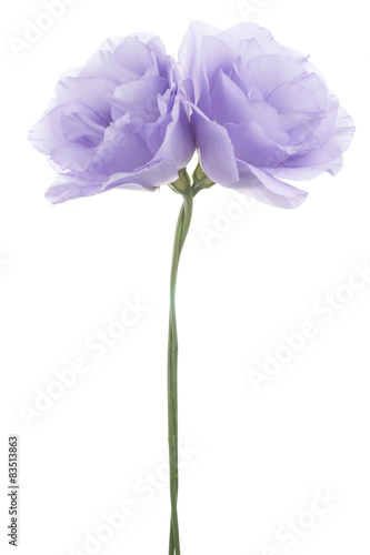 eustoma