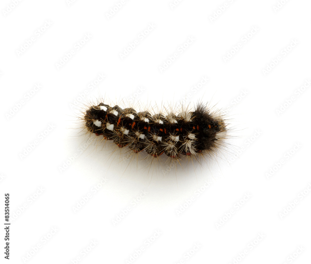 Naklejka premium caterpillar