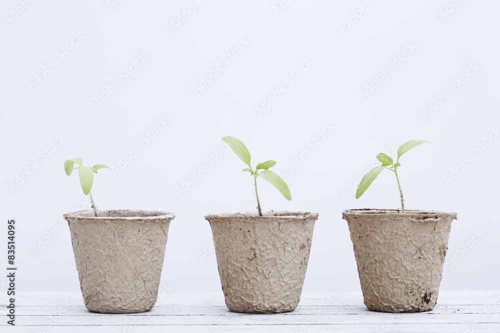 Seedling plants growing in pots Seedling plants growing in pots