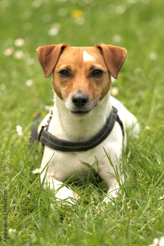 Fortrolig Andrew Halliday Venlighed Tier Hund Jack Russell Terrier Stock Photo | Adobe Stock