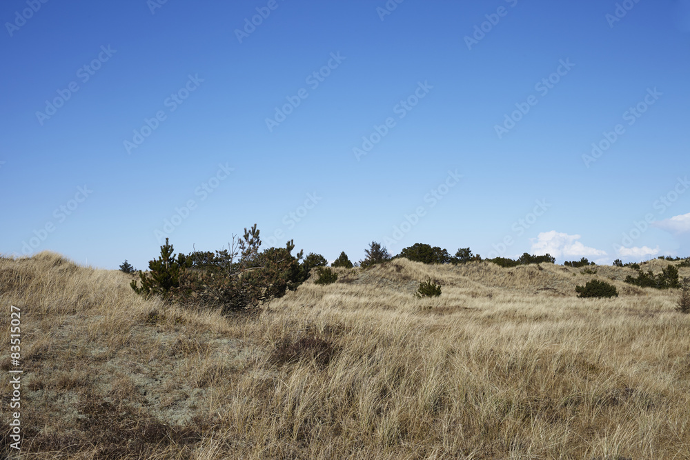 Grassy field in Skagen