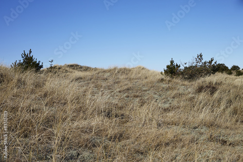 Grassy field in Skagen