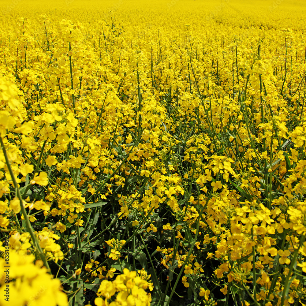 Obraz premium Rapsfeld im Sommer