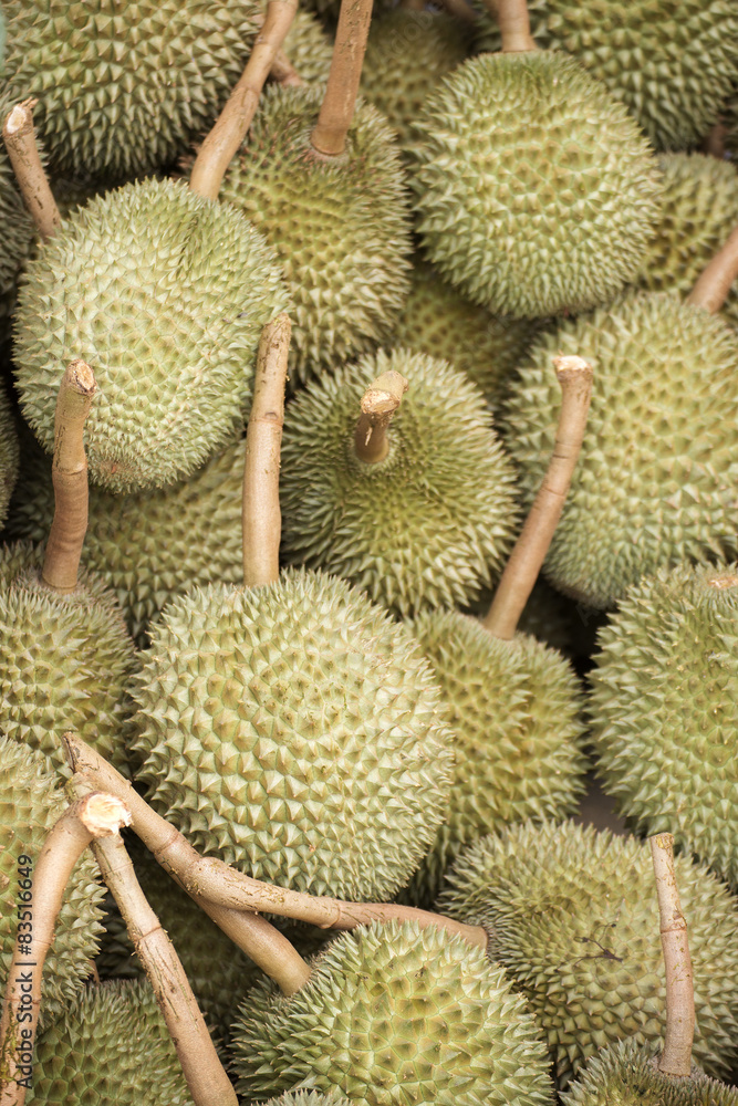 Fototapeta premium Durian