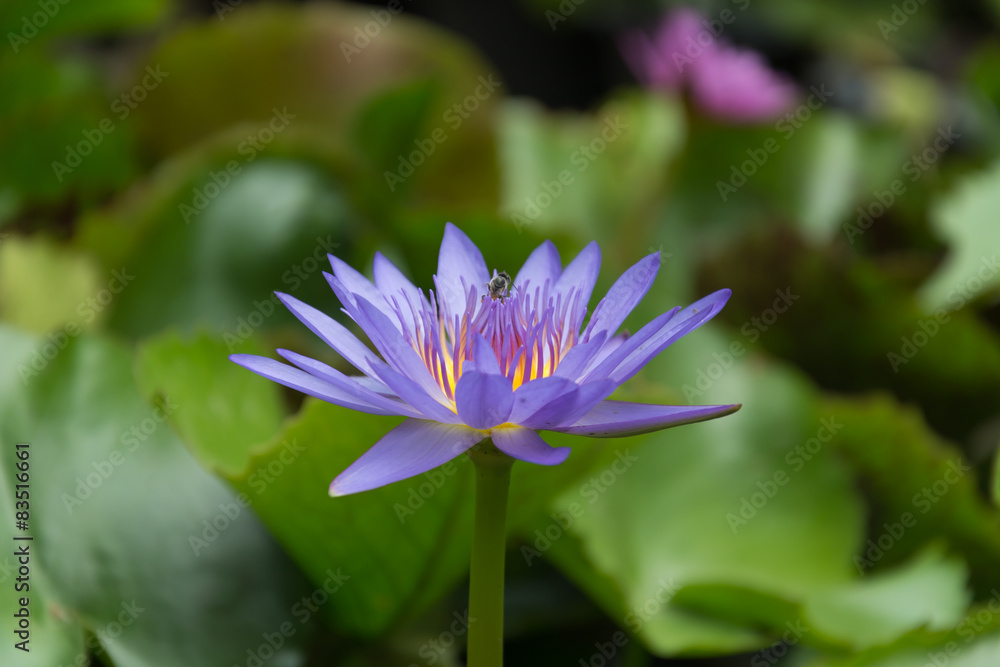 Beautiful lotus in the lotus garden Beautiful lotus in the lotus garden