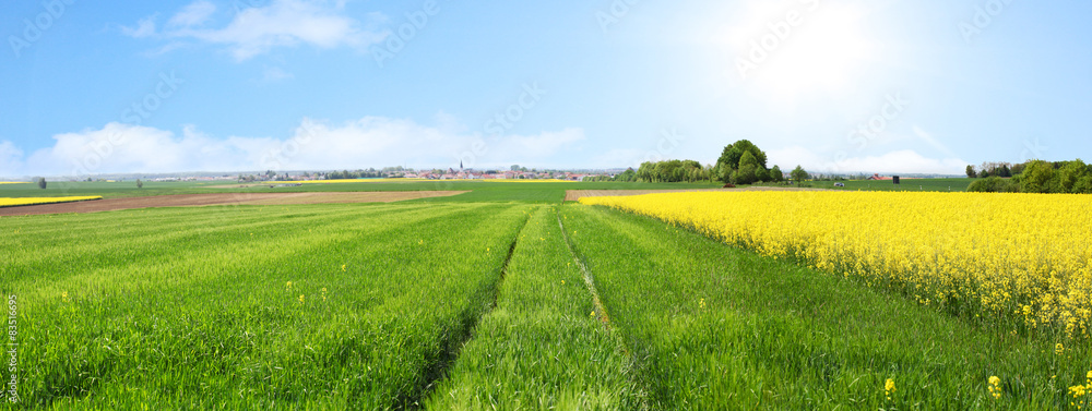 Fototapeta premium Rapsfeld Sommer Panorama
