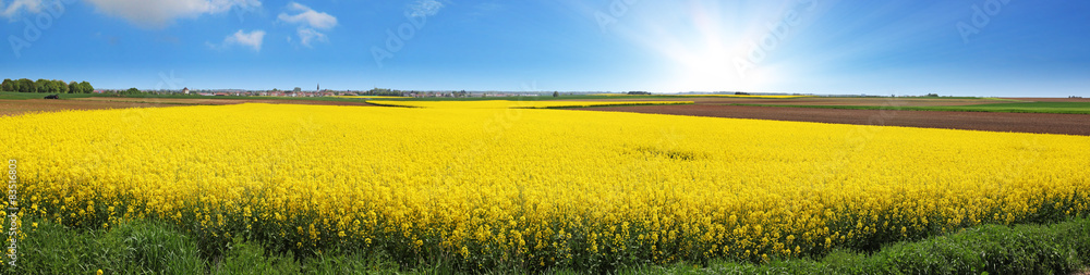 Rapsfeld Sommer Panorama