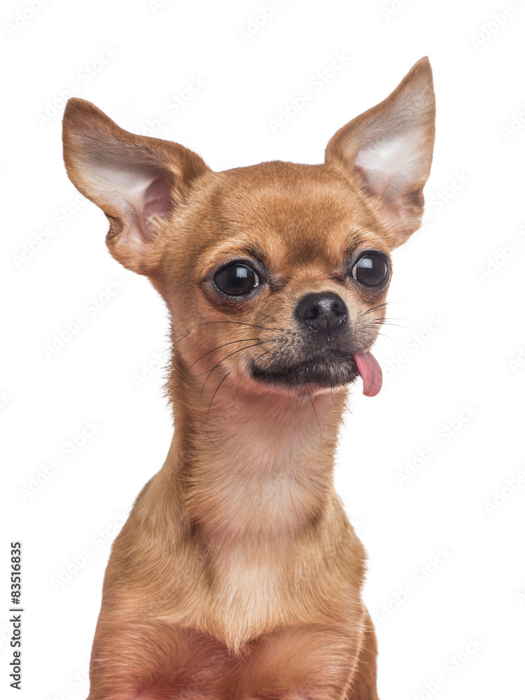 Chihuahua portrait sticking its tongue out Chihuahua portrait sticking its tongue out