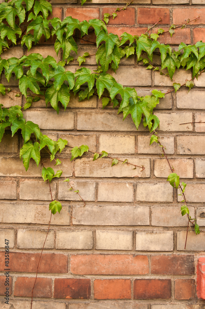 texture mur de brique et lierre texture mur de brique et lierre