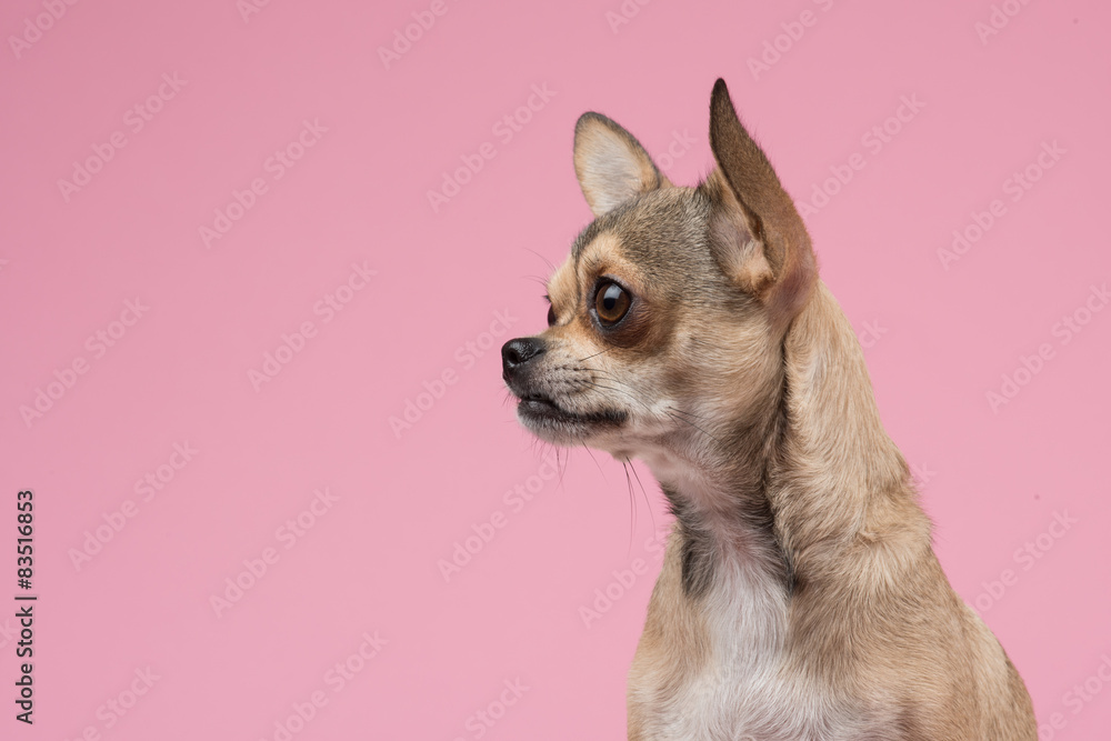 Chihuahua portrait from the side at a pink background