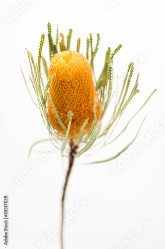 Fototapeta Naklejka Na Ścianę i Meble -  SIngle stem orange Australian banksia flower on white background