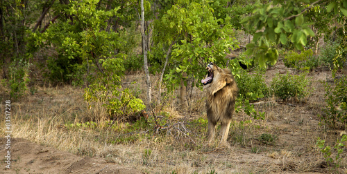 A male lion in Zimbabwe, Hwange photo