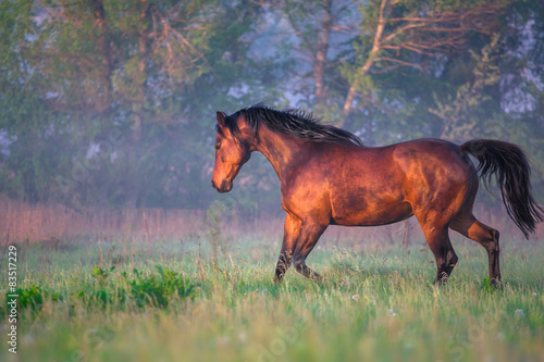 Fototapeta Naklejka Na Ścianę i Meble -  horses